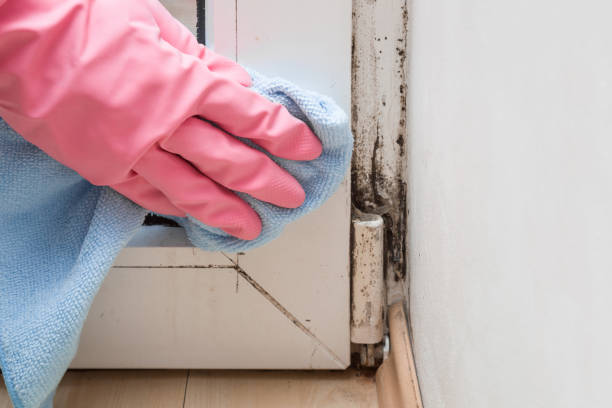 Forensic Mold Investigation in Robbinsdale, MN